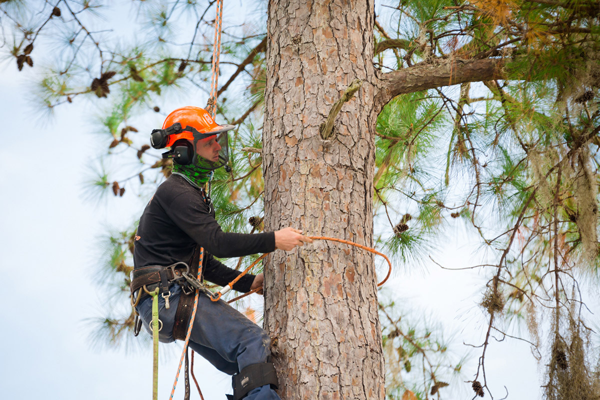commercial-pruning-in-gainesville.jpg