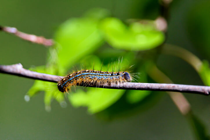 Eastern Tent Caterpillar On Tree Branch In Gainesville, FL