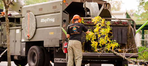 Tree Pruning Services In Gainesville, FL