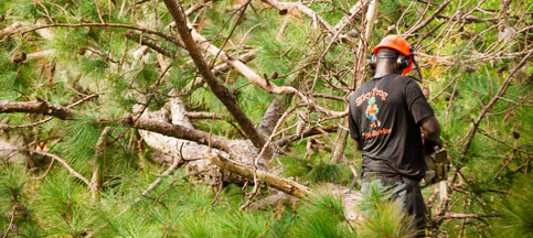 Storm-Damaged Tree Removal in Gainesville, FL