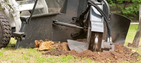 Stump Grinding In Gainesville