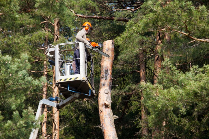 Image for blog post: How Pruning Can Stop Storm Damage