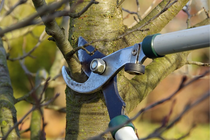 Image for blog post: Can I Prune My Trees In The Winter?