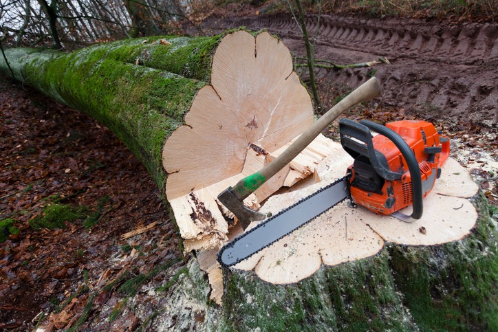 Image for blog post: 8 Signs It Is Time For Tree Removal