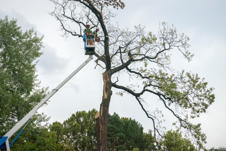 reasons-to-remove-dead-trees.jpg