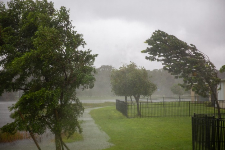 Image for blog post: Storm Preparation For Trees