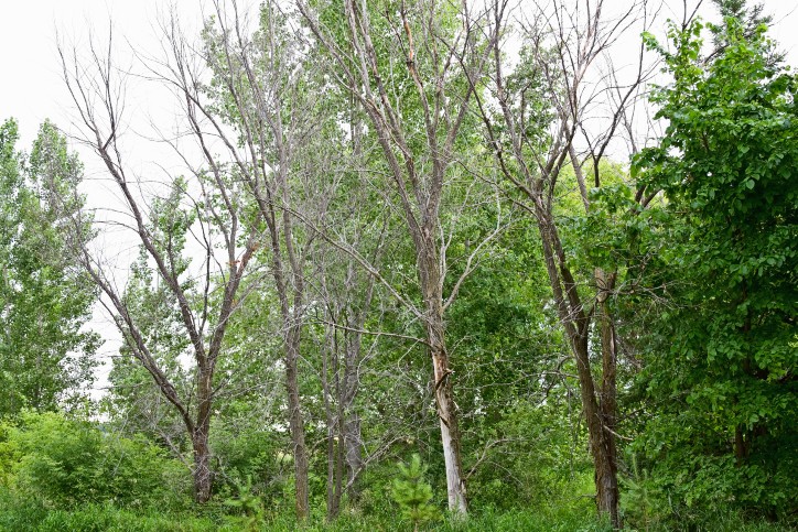 reducing-heat-stress-on-trees.jpg

