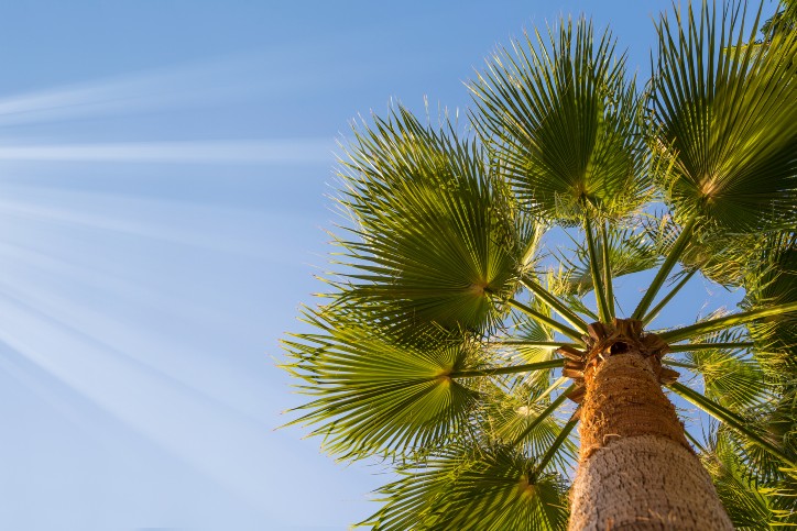 Image for blog post: Palm Tree Care In Gainesville, FL
