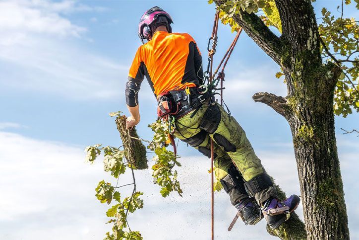 Image for blog post: Why Hire An Experienced Arborist?