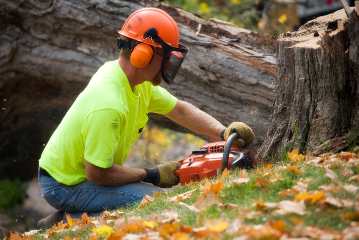 tree-service-in-gainesville-fl.jpg