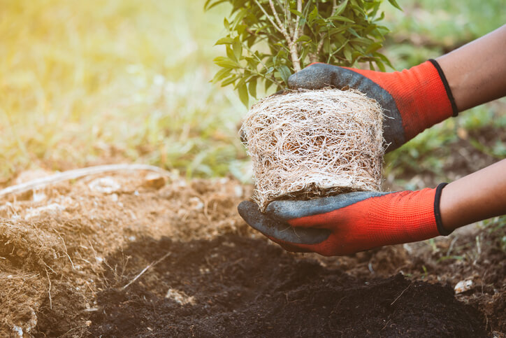 Image for blog post: Tree Planting Schedule