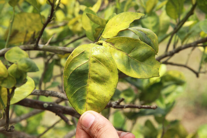 signs-symptoms-of-tree-stress.jpg