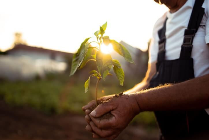 tips-for-planting-tree-seedlings.jpg