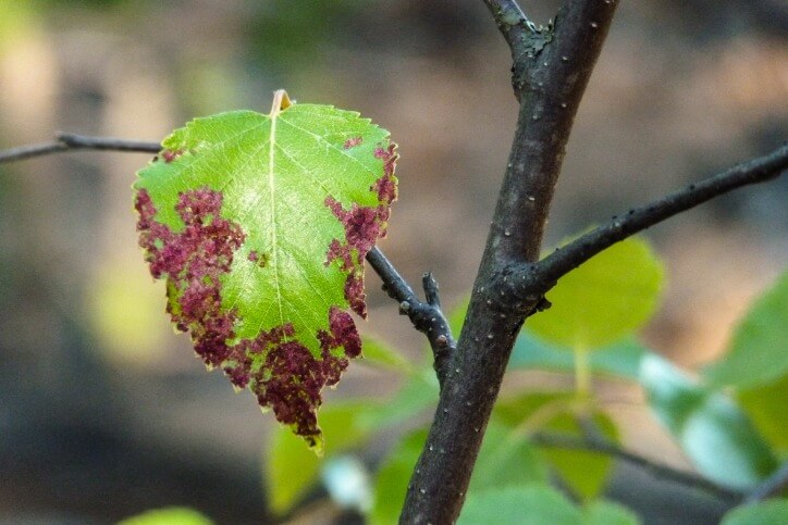 4-signs-that-your-tree-is-dying.jpg