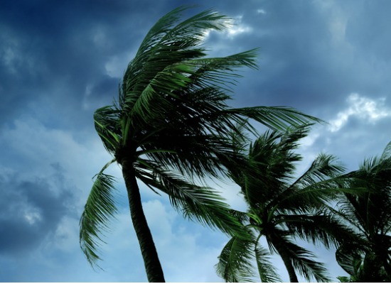 Image for blog post: 5 Ways To Prepare Your Trees For A Hurricane