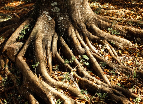 Image for blog post: Common Signs Of Tree Root Damage