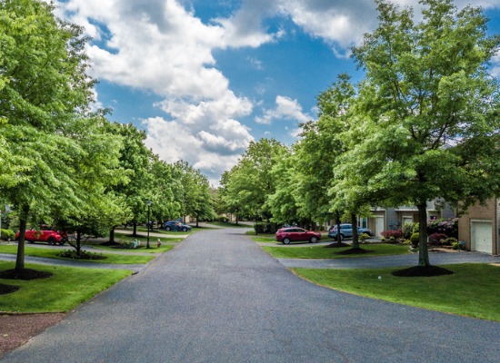 5-of-the-best-trees-for-your-driveway.jpg