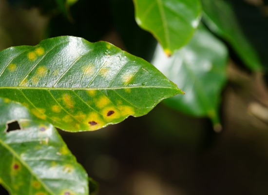 Image for blog post: What Are The Spots On My Leaves? What Do They Mean?