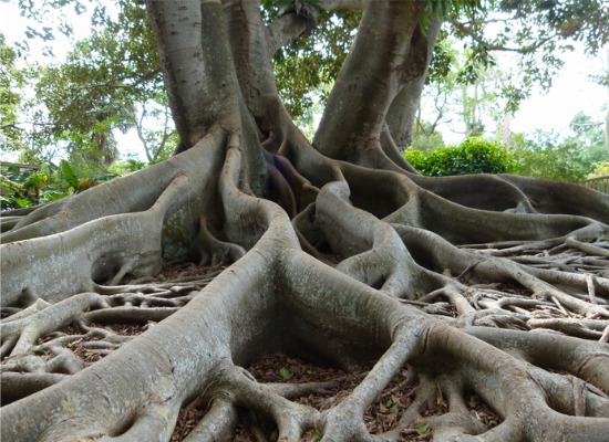 Image for blog post: How To Stop Tree Roots From Sprouting In Your Lawn