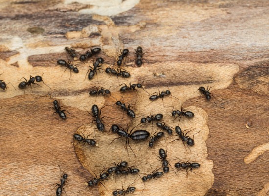 how-to-get-rid-of-ants-near-your-trees.jpg