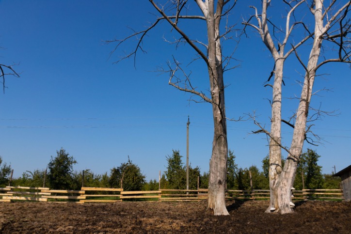 signs-you-need-to-remove-a-dead-or-dying-tree.jpg